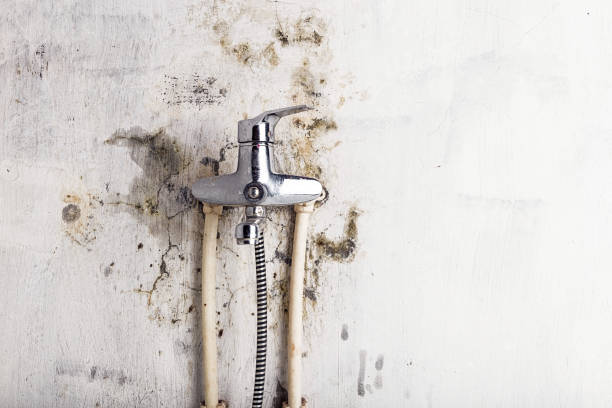 Professional Mold Removal in Wendell, NC