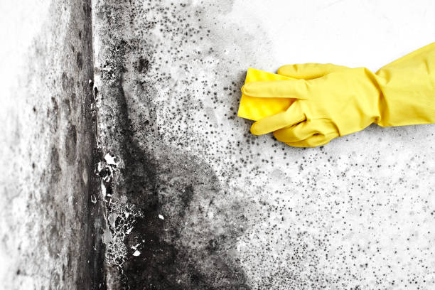 Best Certified Mold Removal  in Wendell, NC