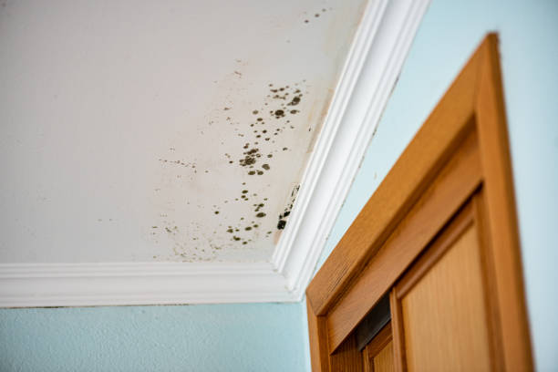 Best Certified Mold Removal  in Wendell, NC