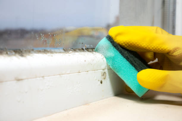Best Mold Remediation Experts  in Wendell, NC