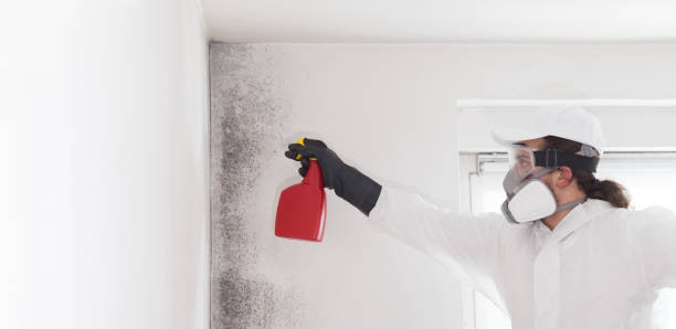 Best Mold Damage Repair  in Wendell, NC