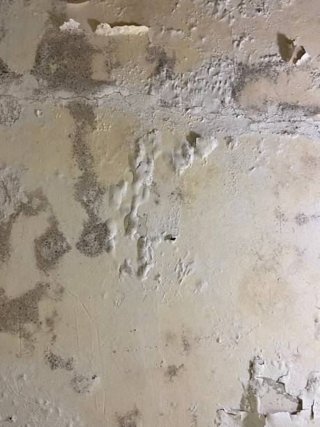 Best Fast Mold Removal  in Wendell, NC