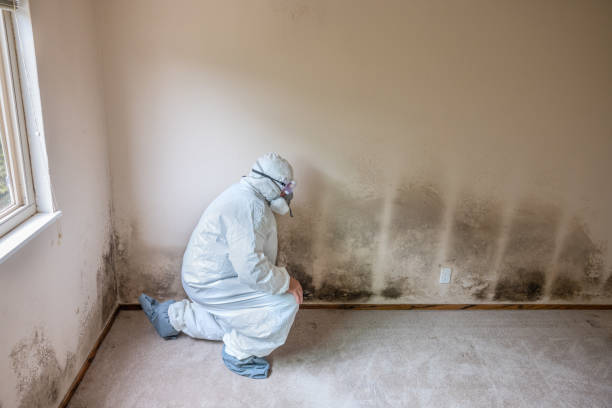 Best Attic Mold Removal  in Wendell, NC